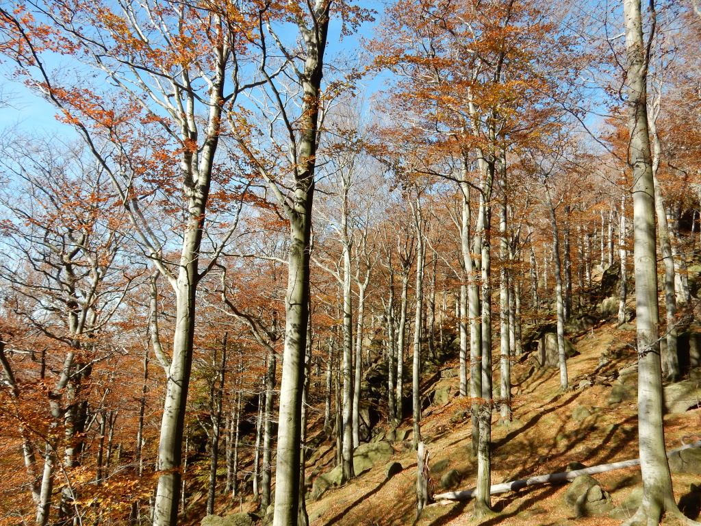 Hluboké bukové lesy na Ořešníku v Jizerských horách.