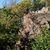 Lezecká skalka Lojzovka u Středokluk
