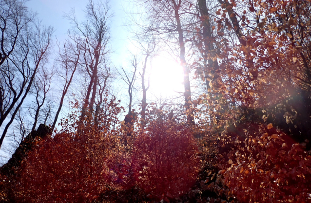 Amtmann neboli Hadovka je osamělý skalní kyj na Dlouhém hřebeni nad Litoměřicemi