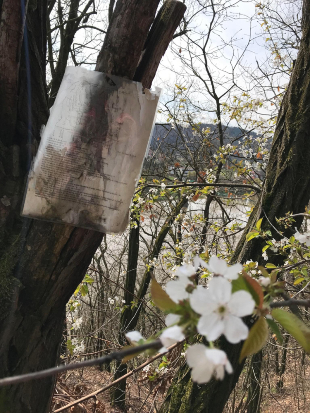 Chromá v Řeži, tradiční lezecká linka za Prahou