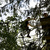 Tarzan v Lotyšsku provozuje lanový park Tarzan v Lotyšsku provozuje lanový park