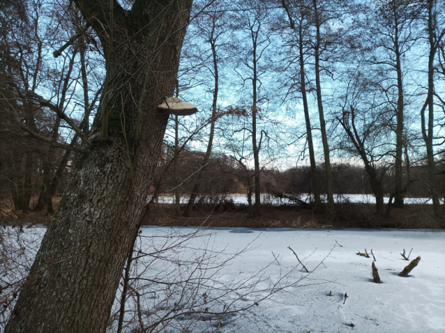Zamrzlé Malvíny - eldorádo pro bruslaře