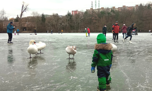 Bruslení na Hamerském rybníku u Botiče Bruslení na Hamerském rybníku u Botiče