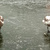 Bruslení na Hamerském rybníku u Botiče