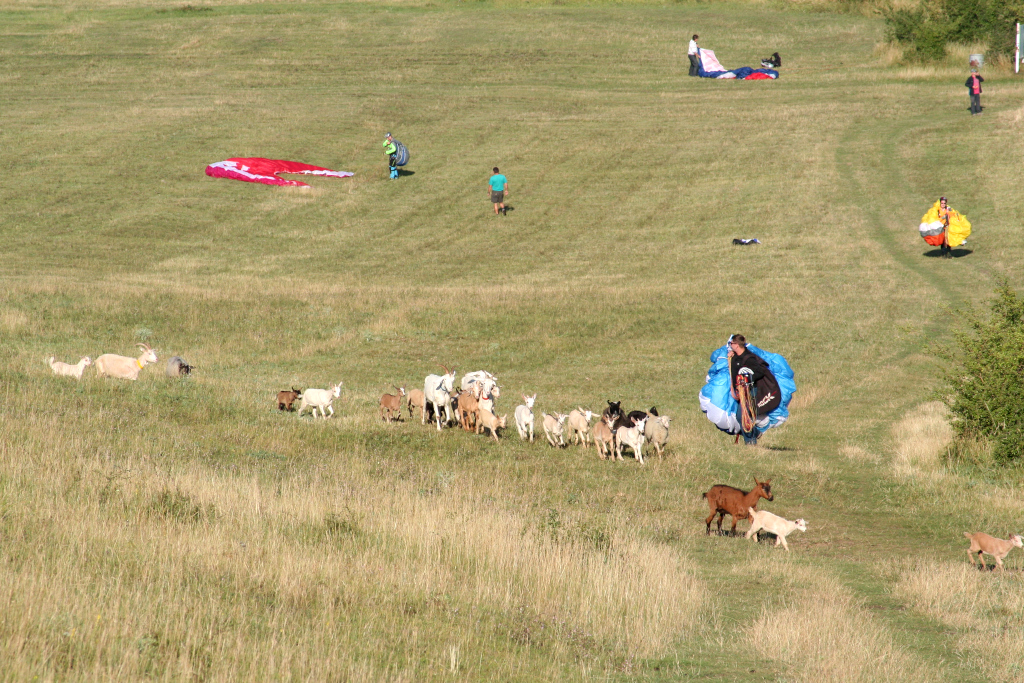 Raná: ovce, kozy a paraglideři.