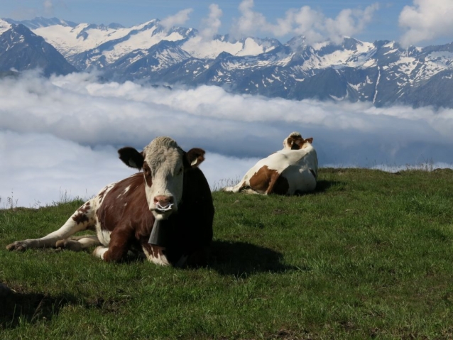 X-Alps 2013: Maurer klouže vzduchem