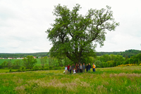 Hrušeň v Drásově je strom roku 2022