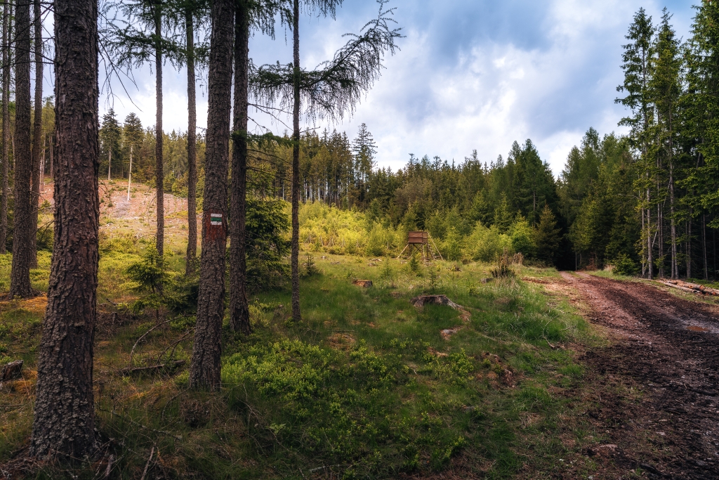 Lesní cesta k vodní nádrži Láz v Brdech.