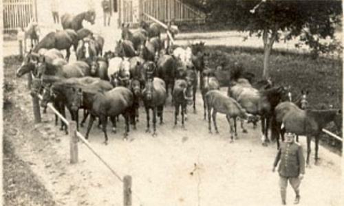 Americká kavalerie zachránila lipicány od Domažlic Americká kavalerie zachránila lipicány od Domažlic