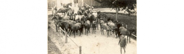 Americká kavalerie zachránila lipicány od Domažlic