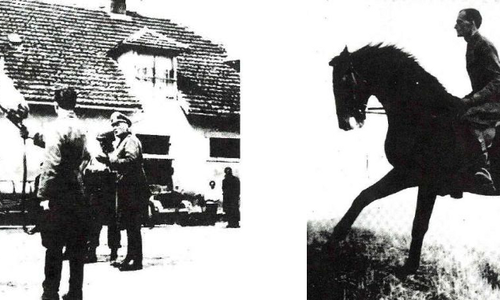 Americká kavalerie zachránila lipicány od Domažlic Americká kavalerie zachránila lipicány od Domažlic