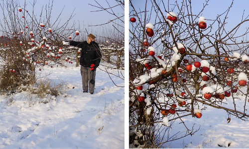 Zasněžený Mužský u Mnichova Hradiště Zasněžený Mužský u Mnichova Hradiště