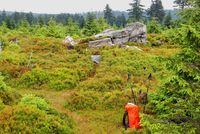 Sucho, kůrovec a kalamita likvidují lesy na severní Moravě Sucho, kůrovec a kalamita likvidují lesy na severní Moravě