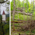 Les: Divočina nebo park? Les: Divočina nebo park?