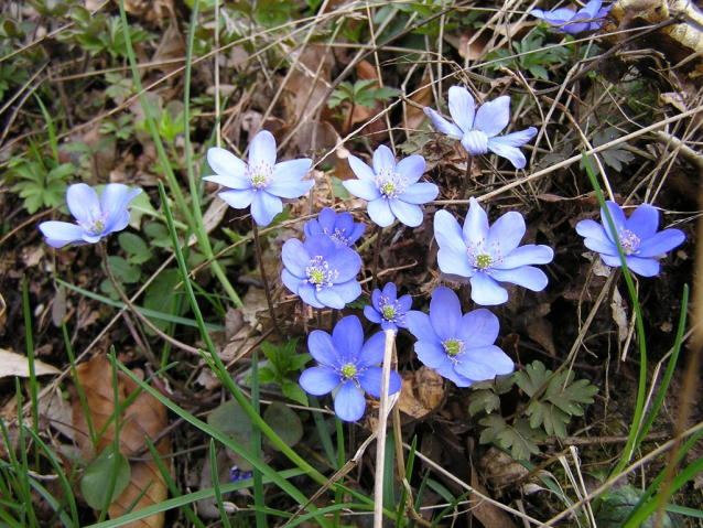 Les: Divočina nebo park?