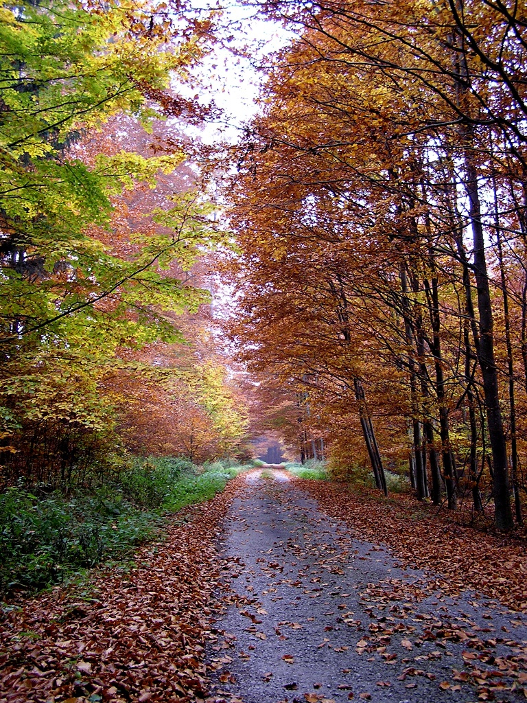 Křivoklátsko, romantická lesní silnička v masivu hory Lužná.