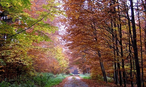 Umělá příroda na Křivoklátě Umělá příroda na Křivoklátě
