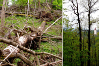 Les: Divočina nebo park? Les: Divočina nebo park?