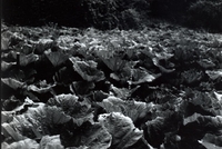 Najdi si trilobita ve Skryjích Najdi si trilobita ve Skryjích