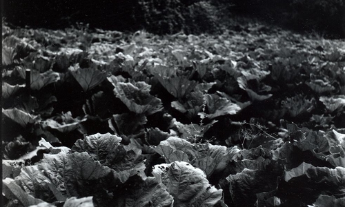 Najdi si trilobita ve Skryjích Najdi si trilobita ve Skryjích