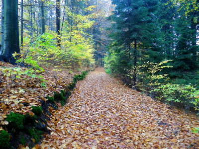 Houby AKTUÁLNĚ 2013