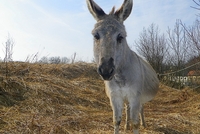 Užijte si Májovou slavnost na české farmě Užijte si Májovou slavnost na české farmě