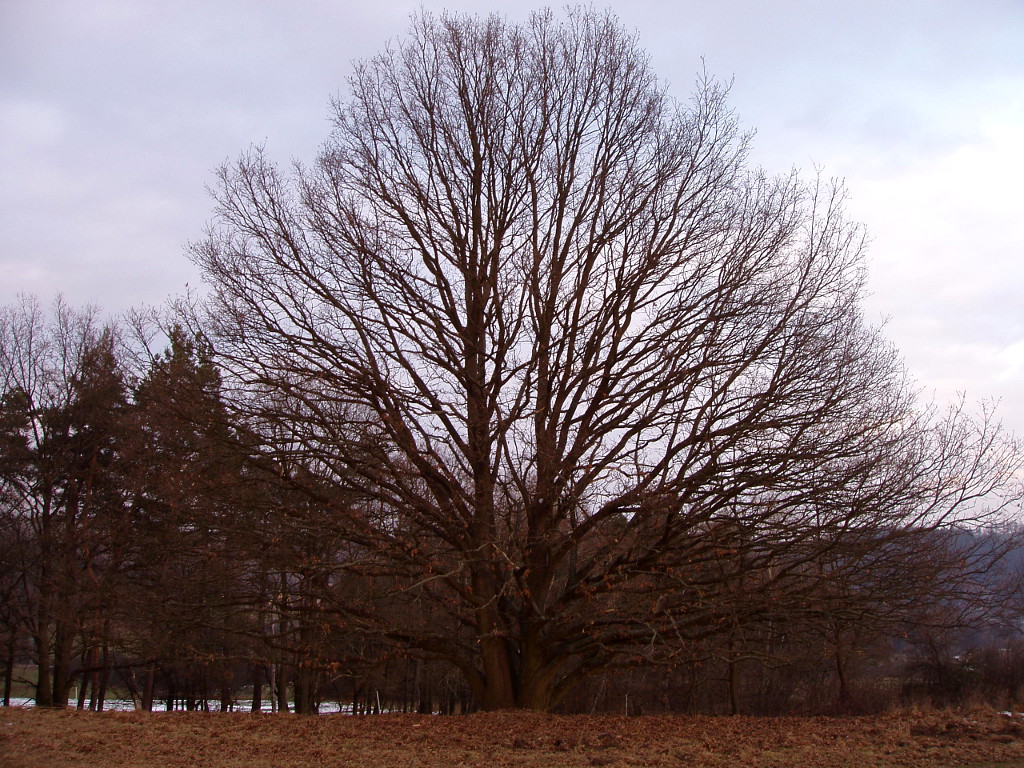 Rozložitý strom nad Mukařovem.
