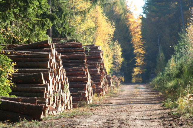 Podzimní houbařská zpráva zpod Ralska