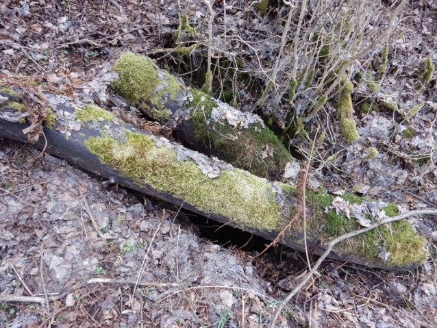 Palohlavy, zaniklá obec pod Ralskem