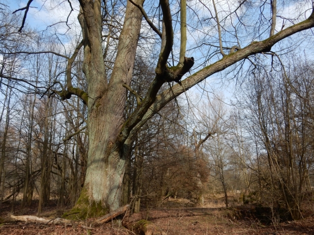 Palohlavy, zaniklá obec pod Ralskem