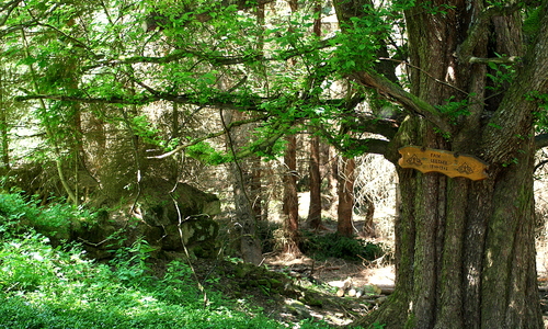 Krvavá dozorkyně, dříve bavorská selka Krvavá dozorkyně, dříve bavorská selka