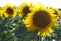 České středohoří AKTUÁLNĚ 2017 České středohoří AKTUÁLNĚ 2017