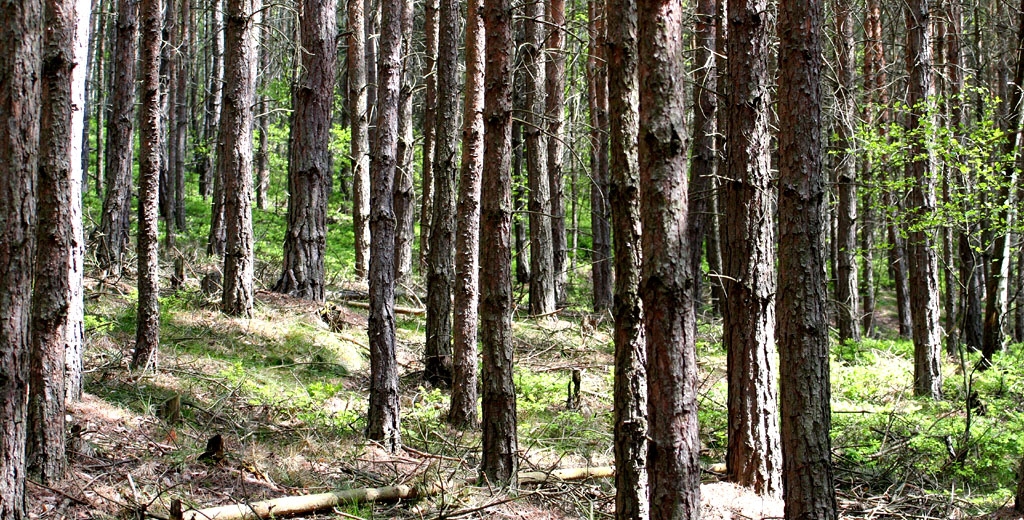 Borový les na Šedině.