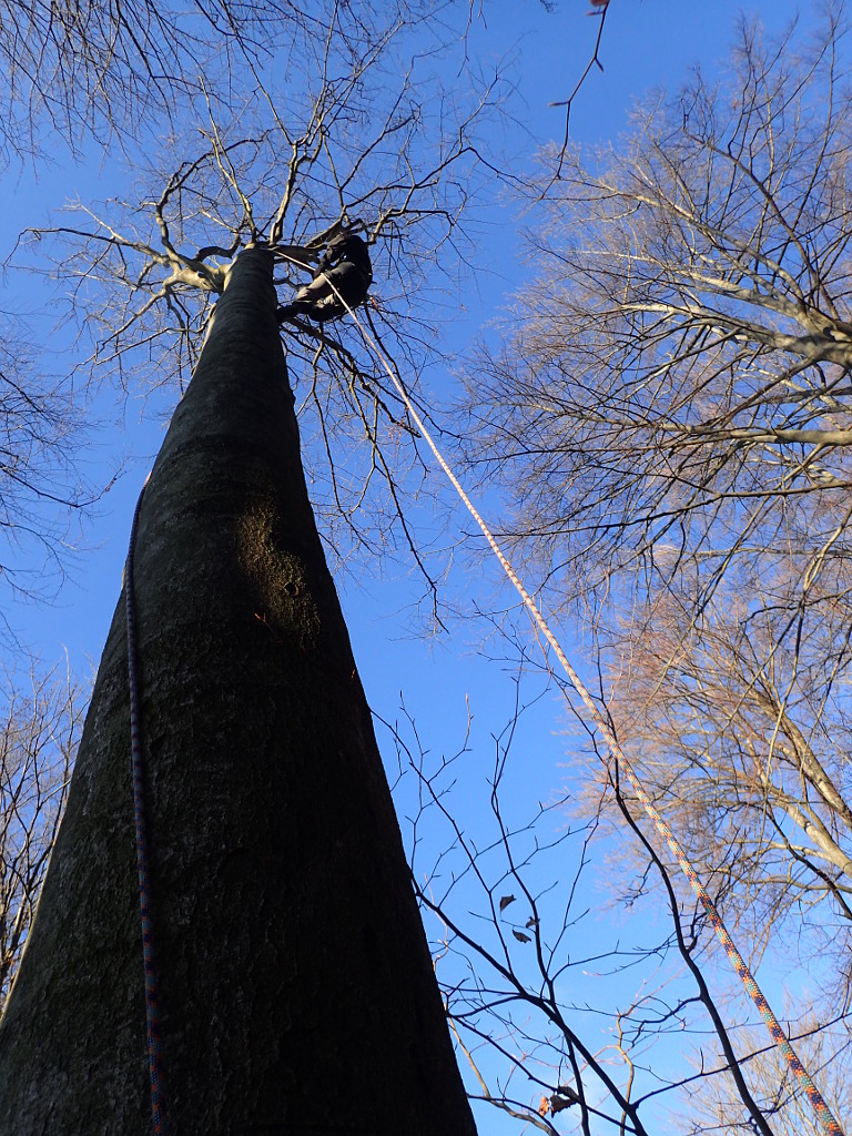 Keška na stromě. Geocaching T5 vysoko v korunách stromů.