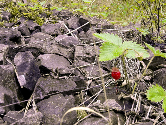 Powertrail Vlečka na Orlík