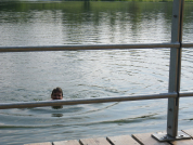 Natural swimming in Prague, Czech Republic