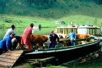 Shánění krav z Watzmannu Shánění krav z Watzmannu