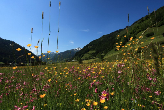 Salcburská salašnická cesta / Salzburger Almenweg