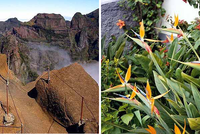 Madeira na kole Madeira na kole