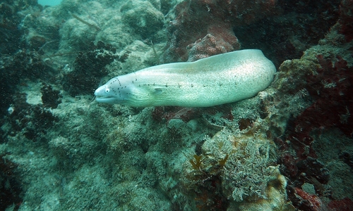 Mombasa Marine Park Mombasa Marine Park