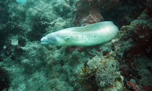 Mombasa Marine Park