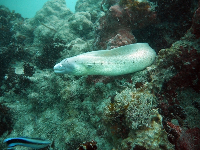 Mombasa Marine Park