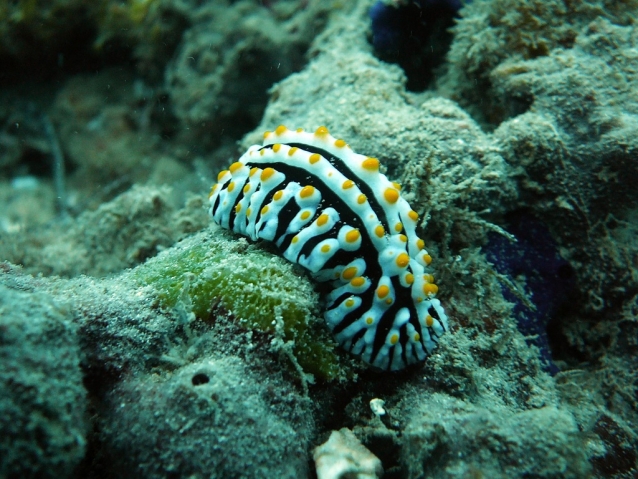 Mombasa Marine Park