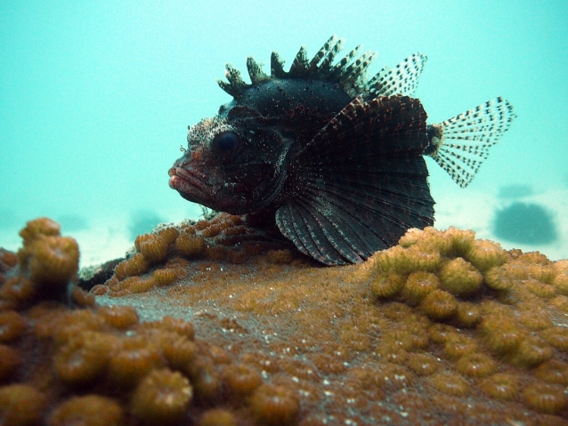 Mombasa Marine Park