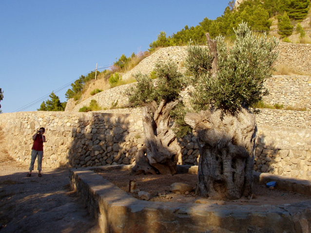 Mallorca: historie v kostce