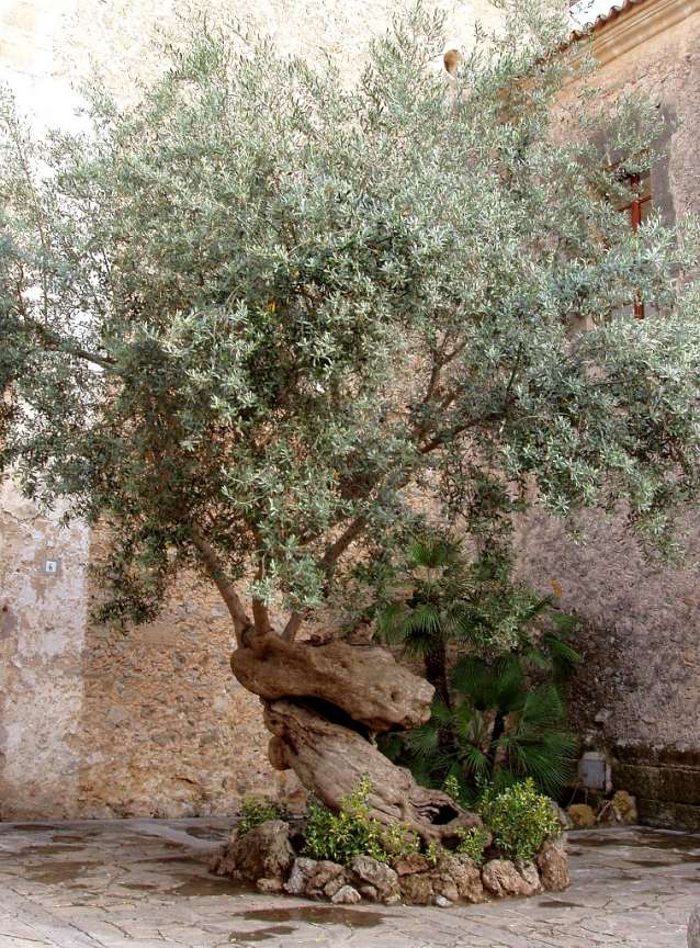 Mallorca: historie v kostce