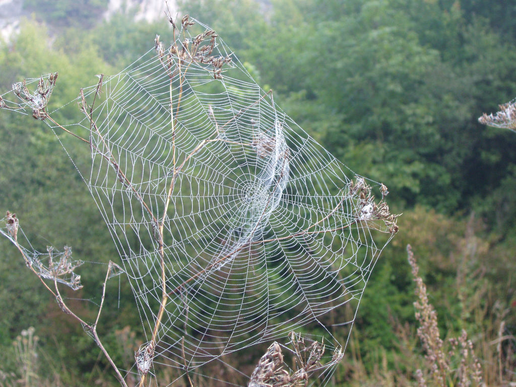 Pavouk plete pavučinu na soutoku Berounky a Kačáku.