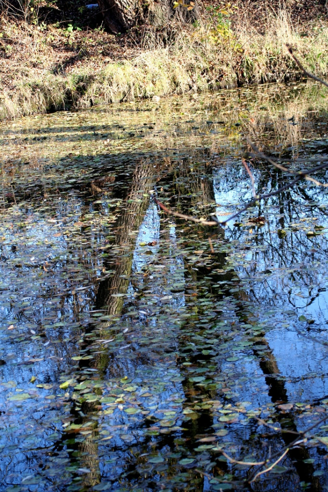 Výlet do třešňovky nad Botičem