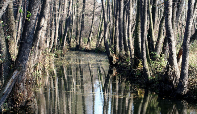 Výlet do třešňovky nad Botičem