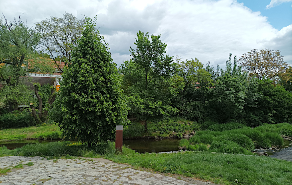 Lípa svobody na břehu Botiče pod jezem u Záběhlického zámku.
